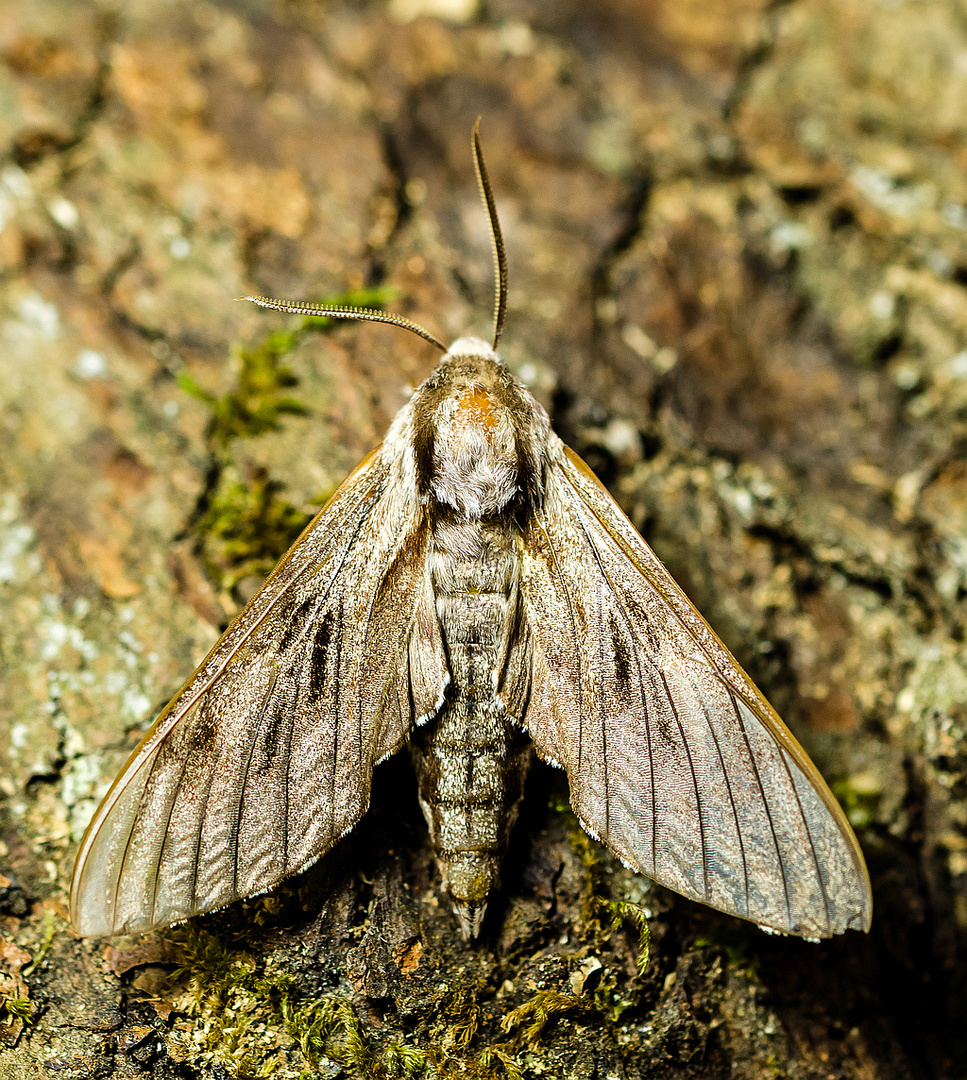 Kiefernschwärmer (Sphinx pinastri)_03