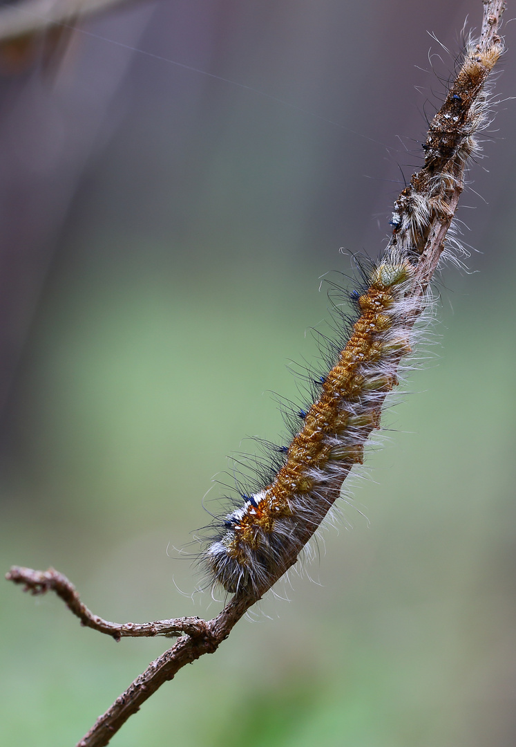 Kiefernspanner/ Dendrolimus pini 2