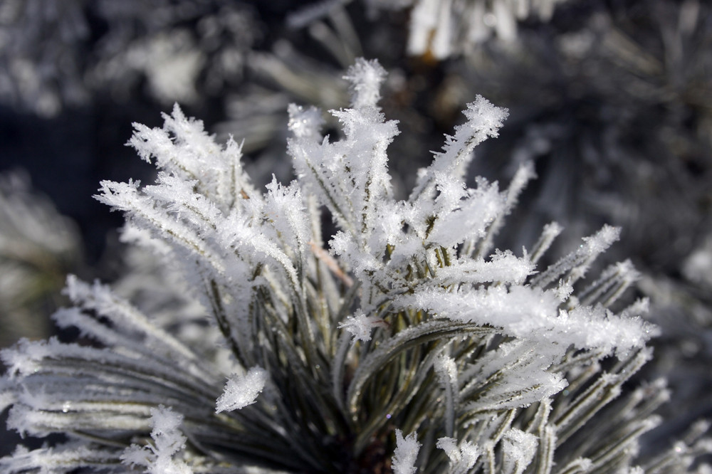 Kiefernspitzen im Schneekleid