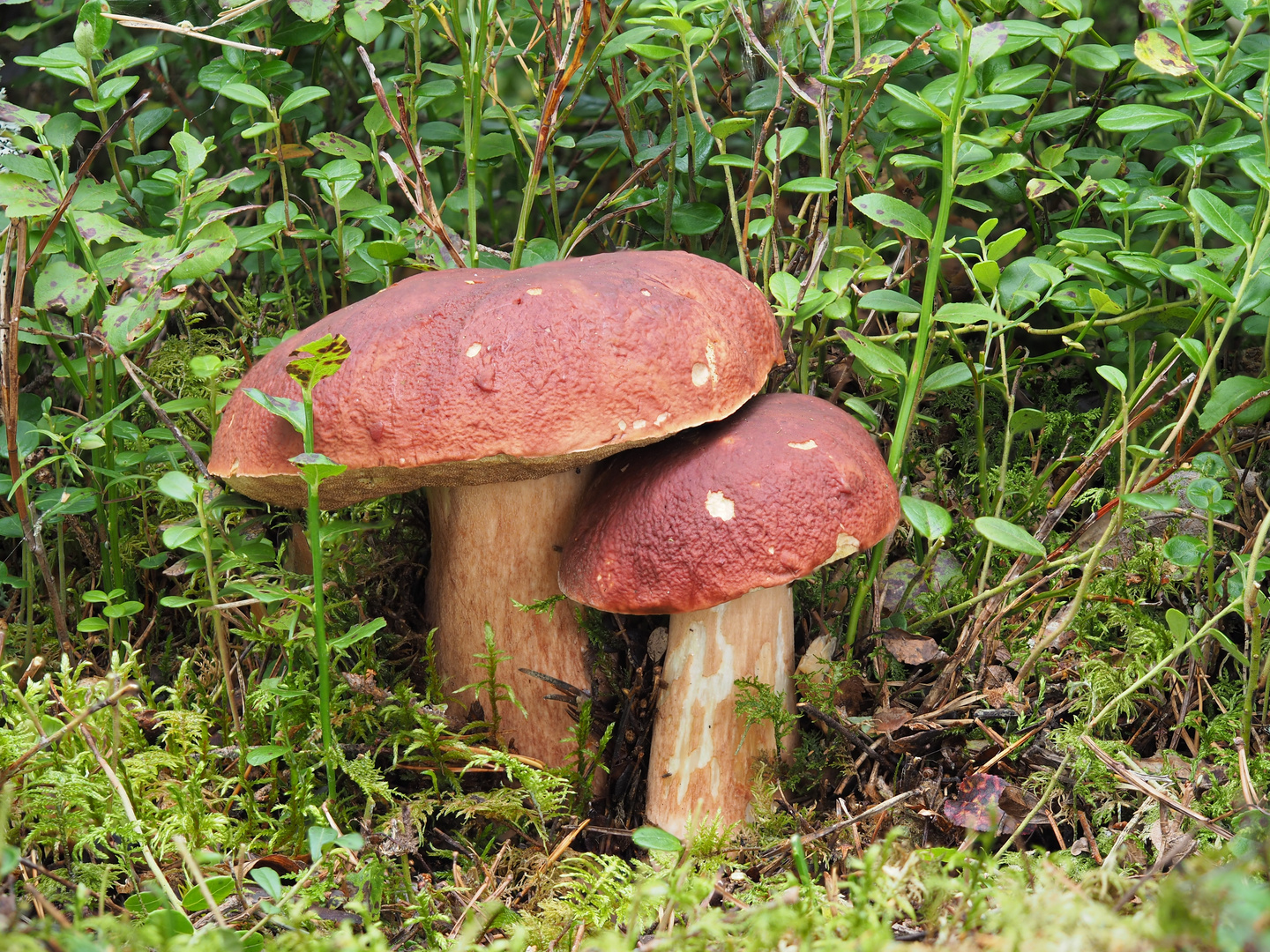 Kiefernsteinpilz (Boletus pinophilus)