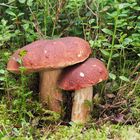 Kiefernsteinpilz (Boletus pinophilus)