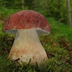 Kiefernsteinpilz (Boletus pinophilus)