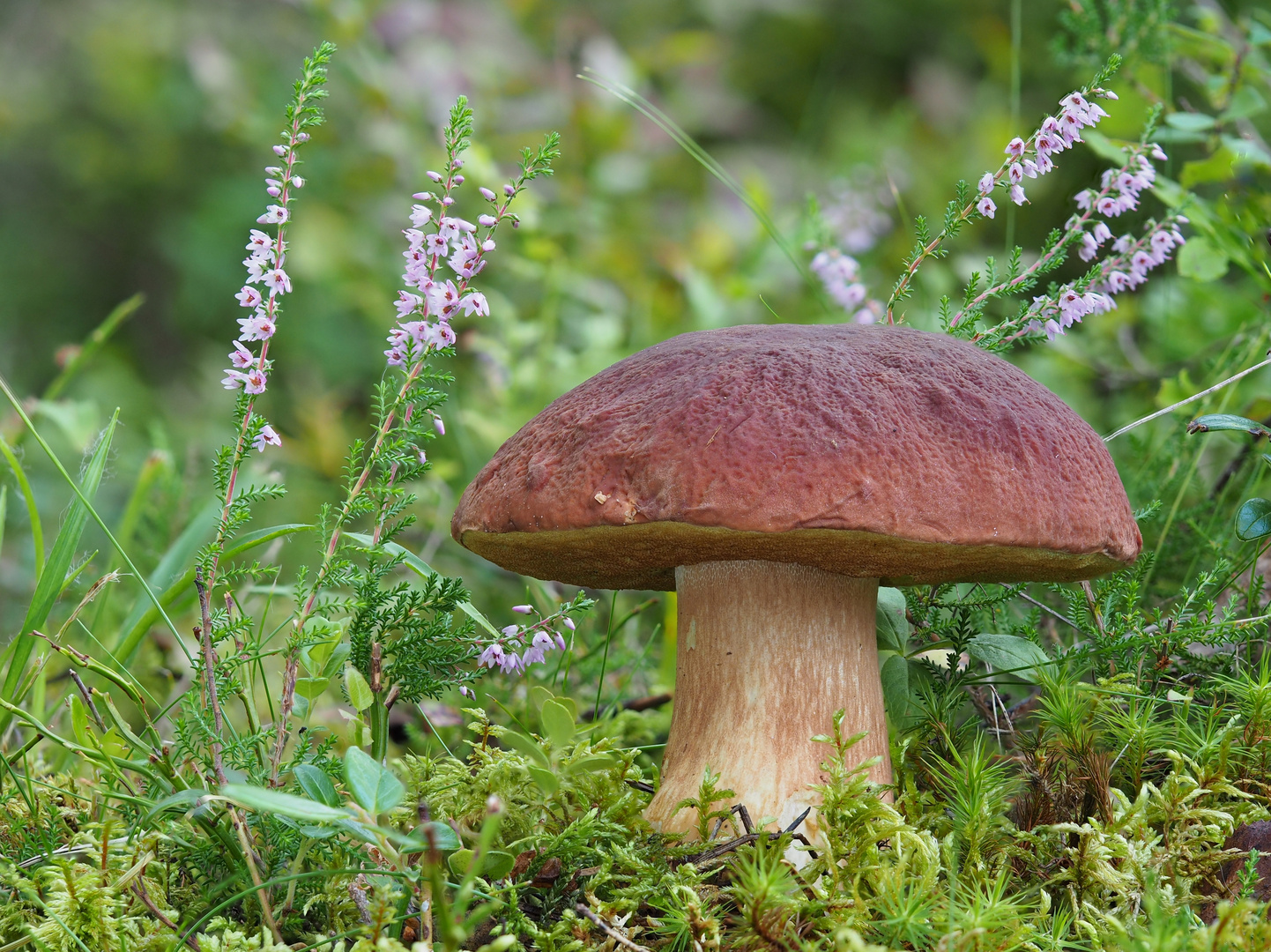 Kiefernsteinpilz (Boletus pinophilus)