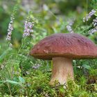 Kiefernsteinpilz (Boletus pinophilus)