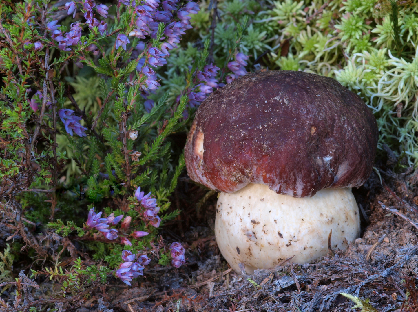 Kiefernsteinpilz (Boletus pinophilus)