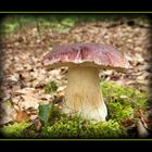 Kiefernsteinpilz (Boletus pinophilus)