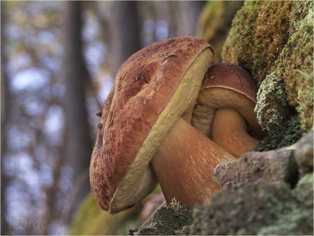 Kiefernsteinpilze, Boletus pinophilus