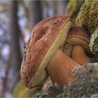 Kiefernsteinpilze, Boletus pinophilus