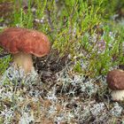 Kiefernsteinpilze - Boletus pinophilus