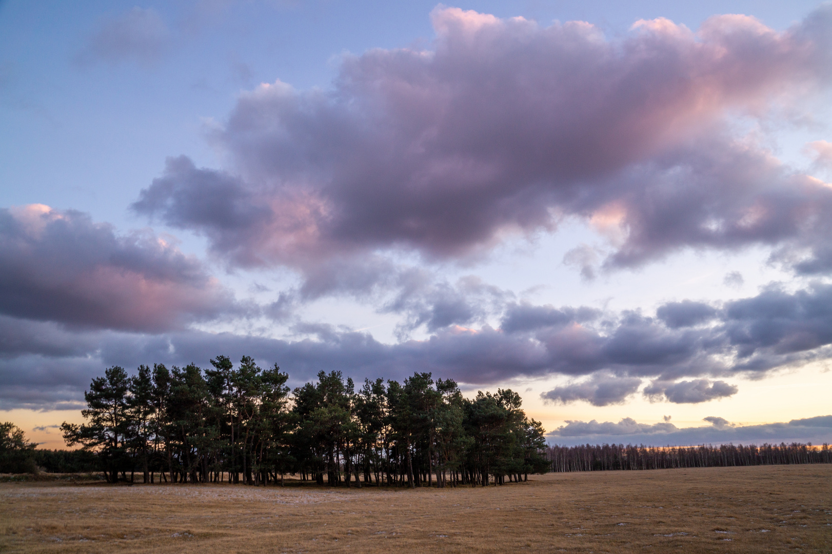 Kiefernwäldchen am Abend