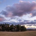 Kiefernwäldchen am Abend