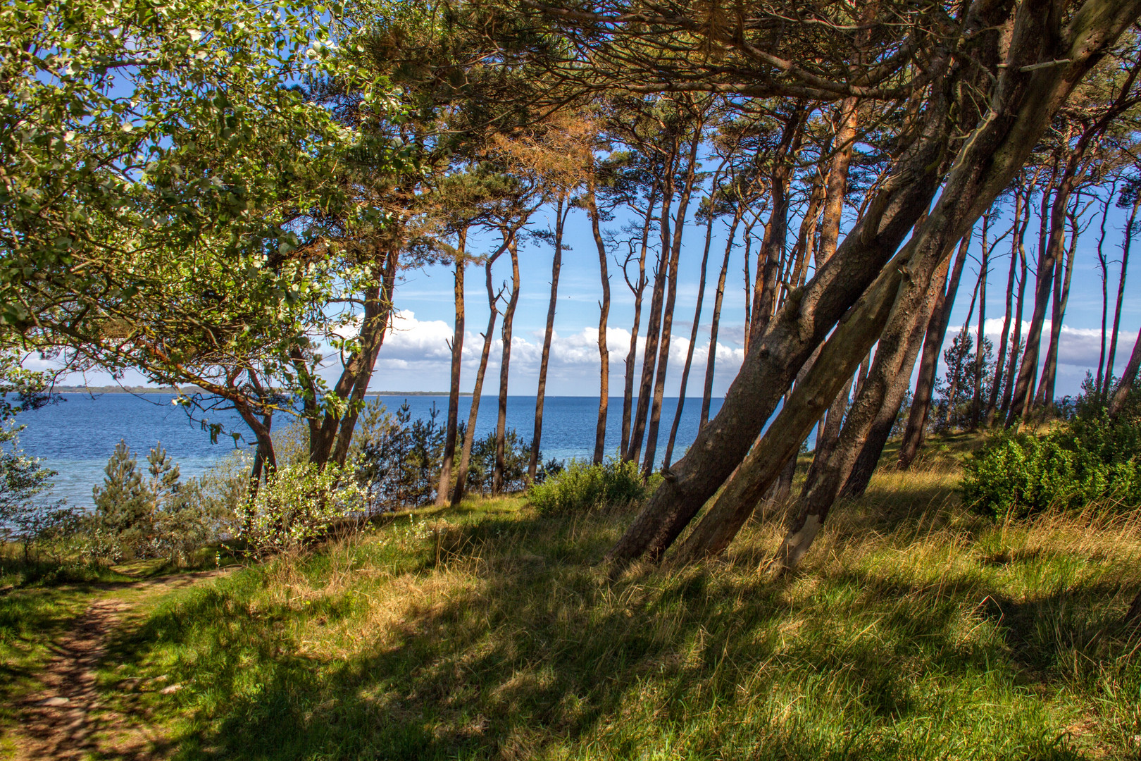 Kiefernwäldchen am Meeresstrand