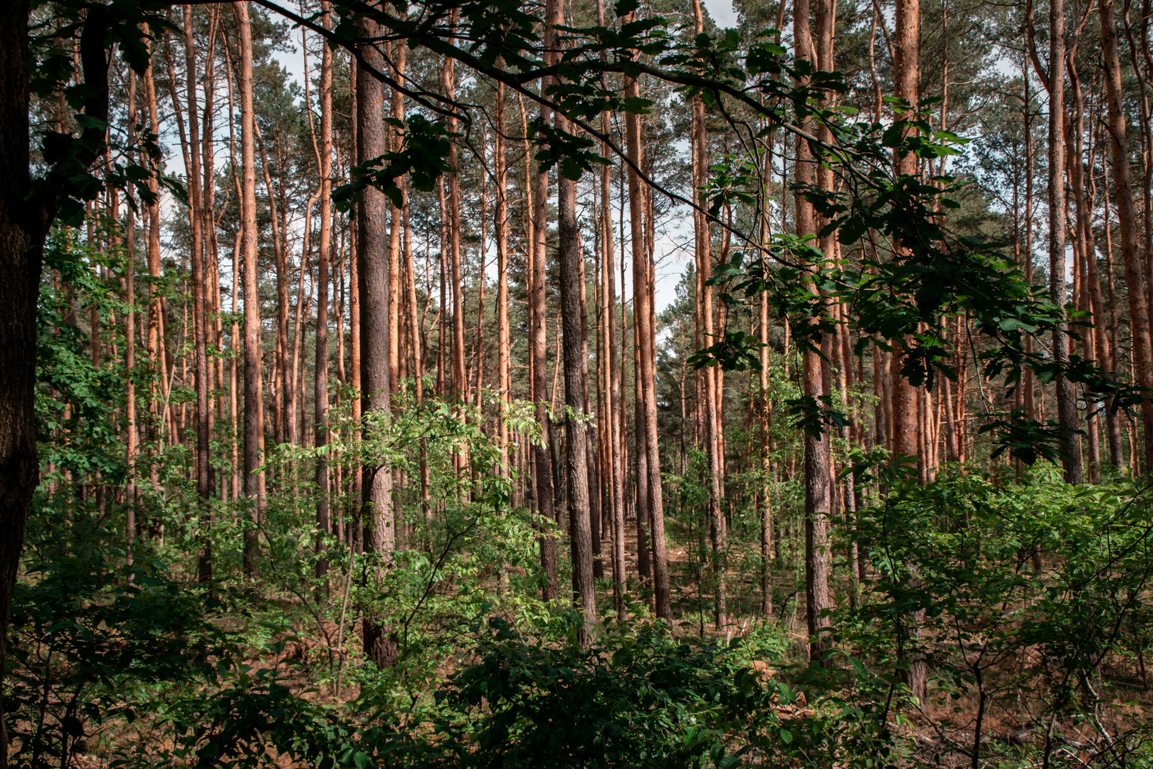 Kiefernwald