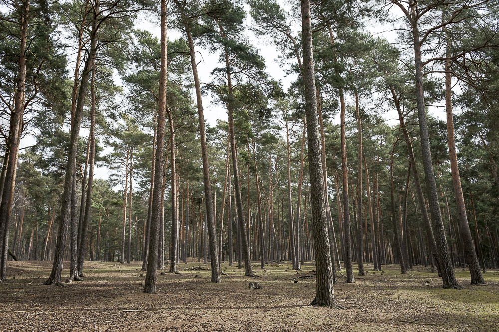 Kiefernwald