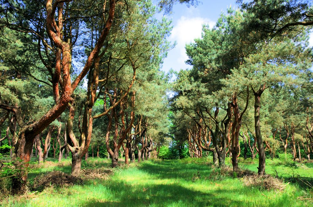 Kiefernwald 3 Foto & Bild | deutschland, europe, mecklenburg