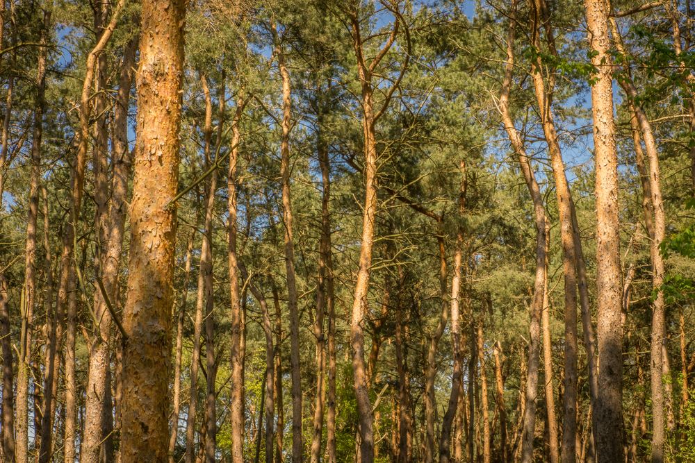 Kiefernwald Foto & Bild | wald, natur, kiefer Bilder auf fotocommunity