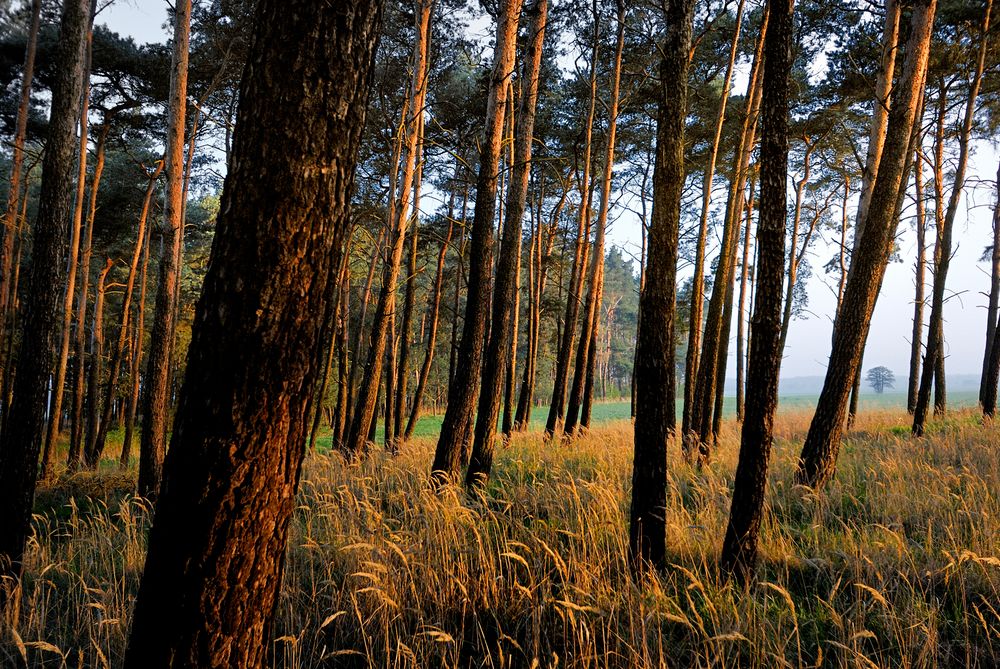 Kiefernwald Foto & Bild | landschaft, wald, natur Bilder auf fotocommunity