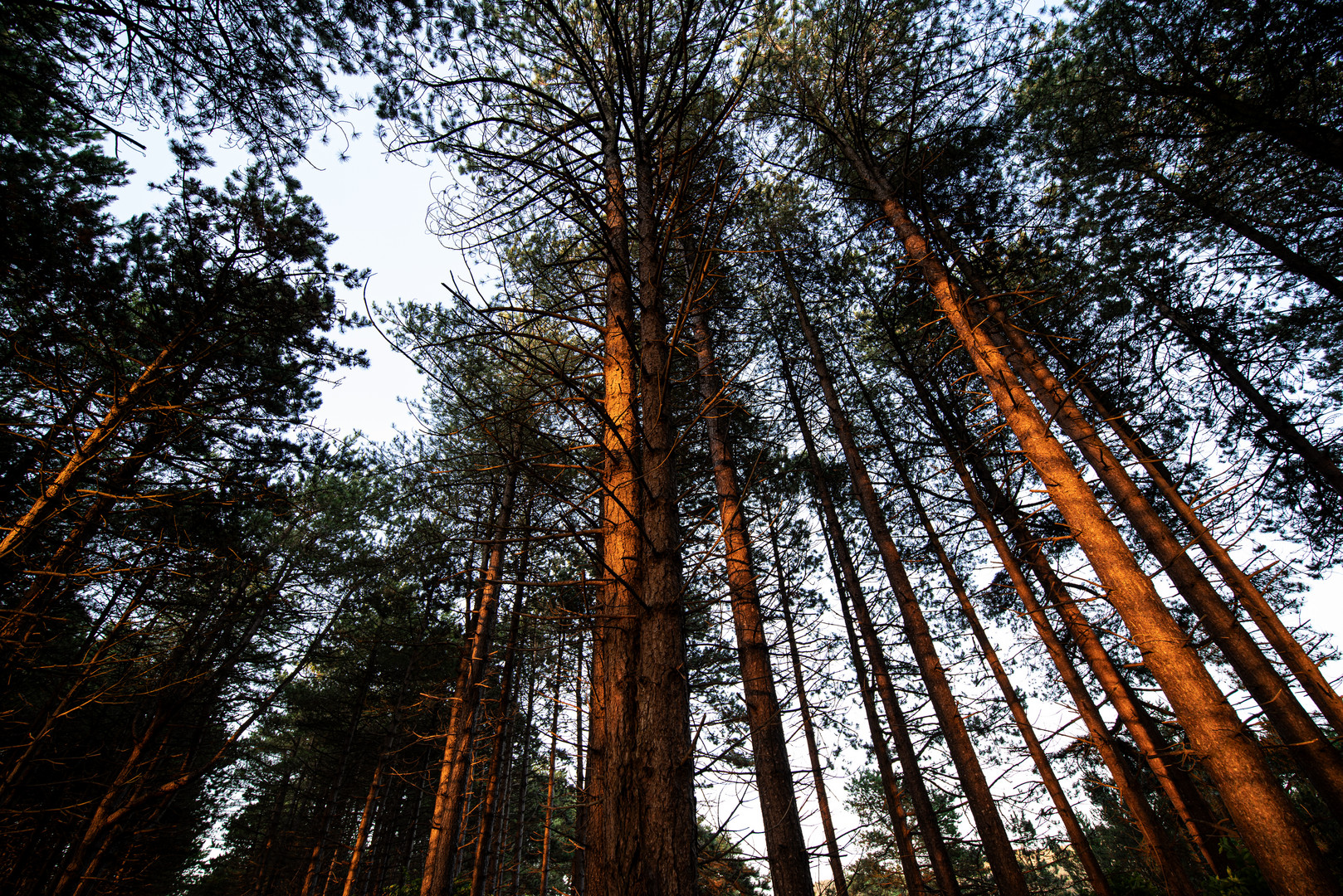 Kiefernwald am Abend