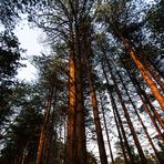 Kiefernwald am Abend