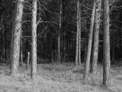 Kiefernwald, Ameland 2005