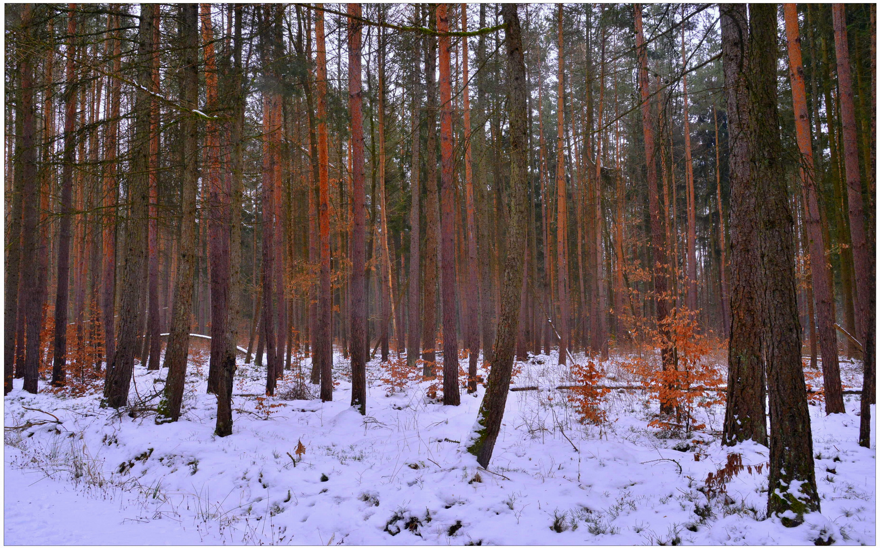 Kiefernwald (bosque de pinos)