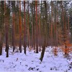 Kiefernwald (bosque de pinos)