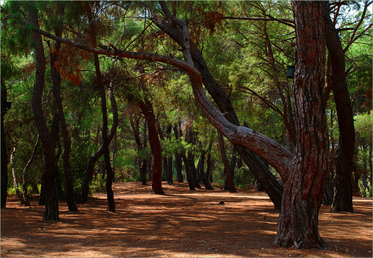 Kiefernwald # Bosque de pinos