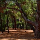 Kiefernwald # Bosque de pinos