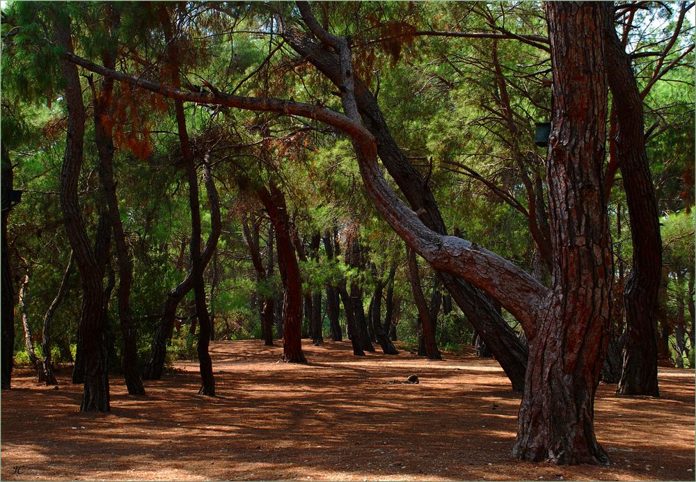 Kiefernwald # Bosque de pinos