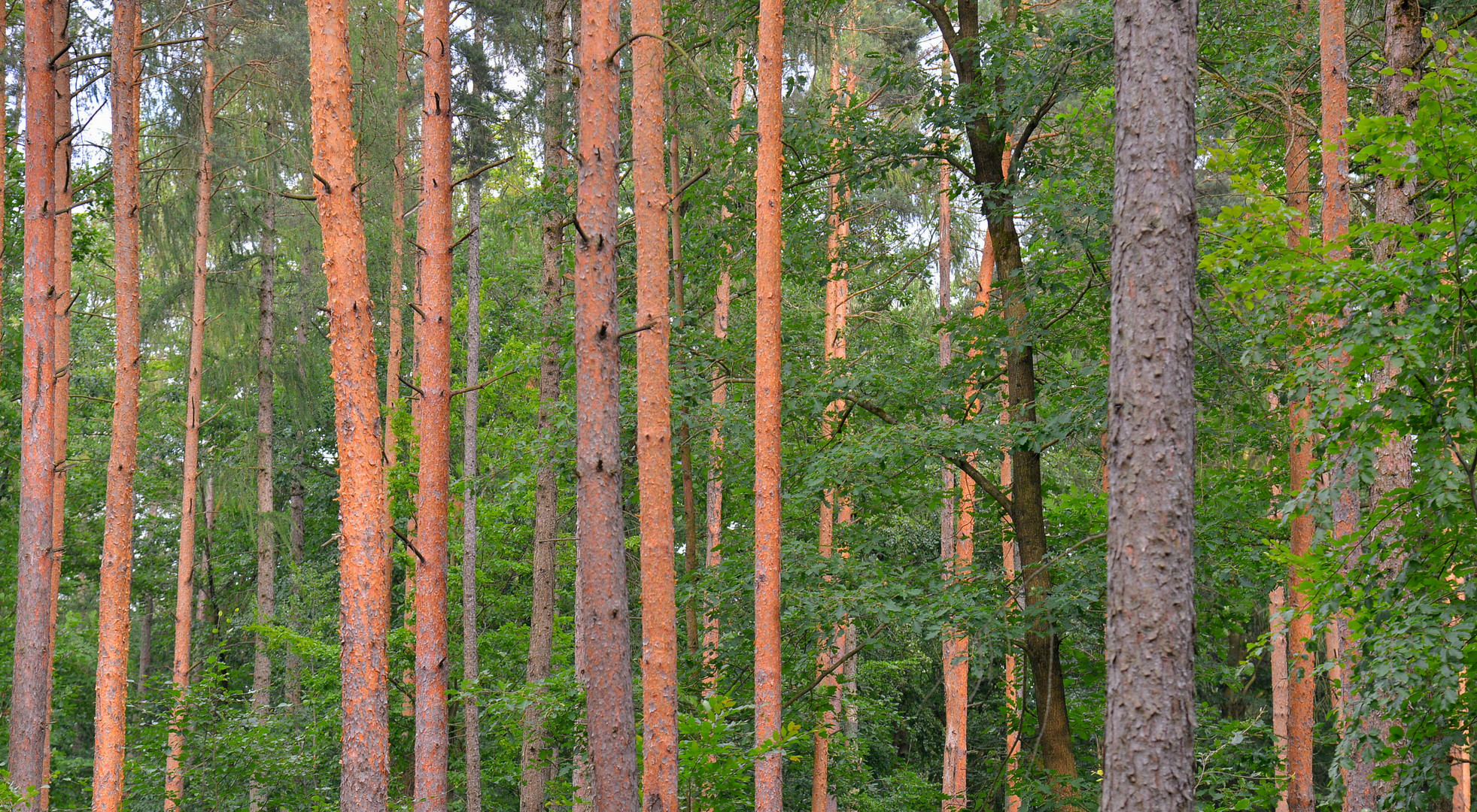 Kiefernwald (bosque de pinos)