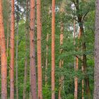 Kiefernwald (bosque de pinos)