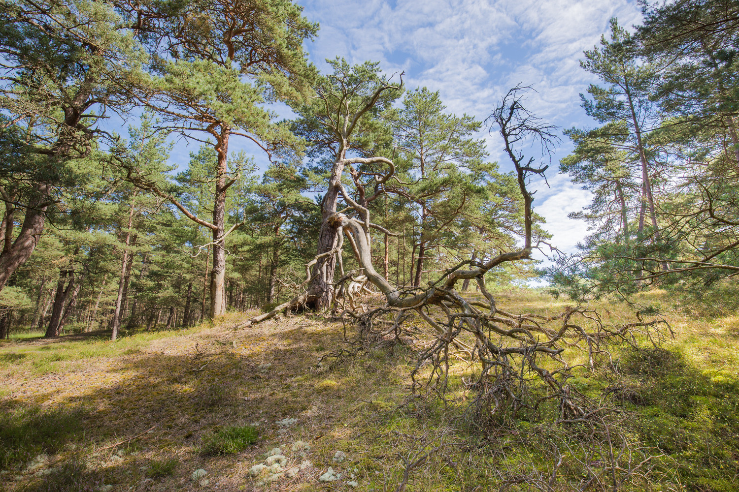 Kiefernwald Fischland- Darß