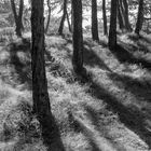 Kiefernwald im Gegenlicht