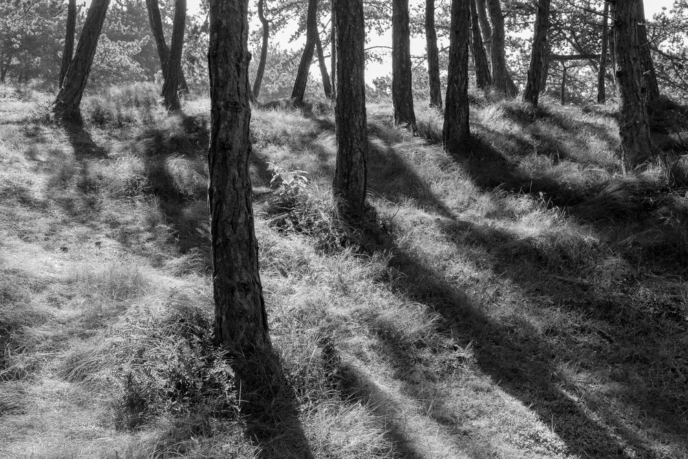 Kiefernwald im Gegenlicht