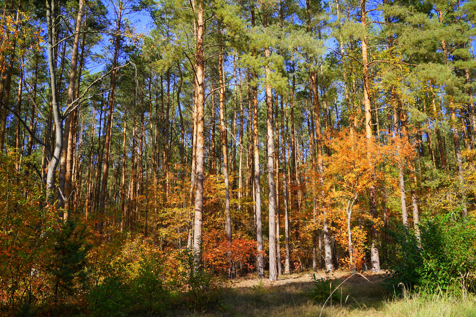 Kiefernwald im Herbst