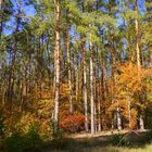 Kiefernwald im Herbst