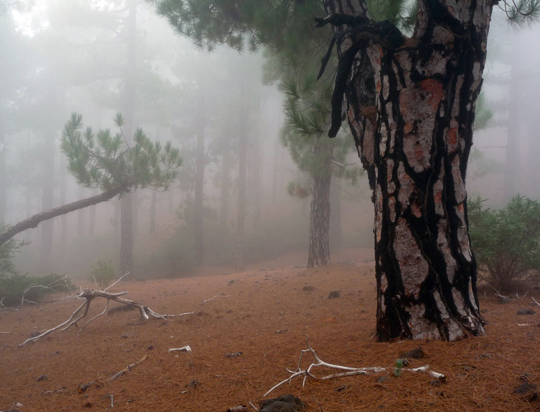 Kiefernwald im Nebel