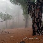 Kiefernwald im Nebel