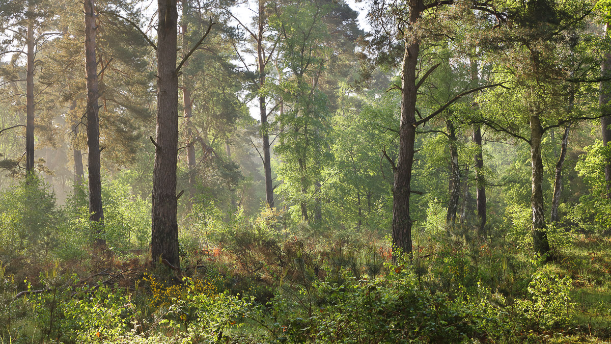 Kiefernwald im Nebel