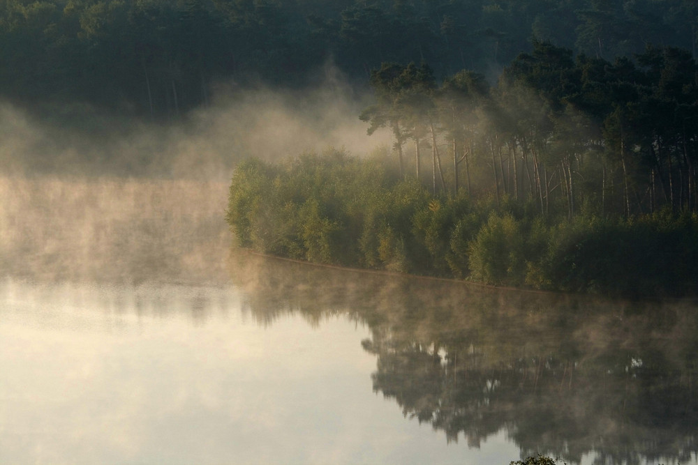 Kiefernwald im Nebel