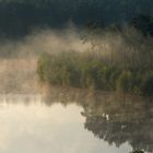 Kiefernwald im Nebel