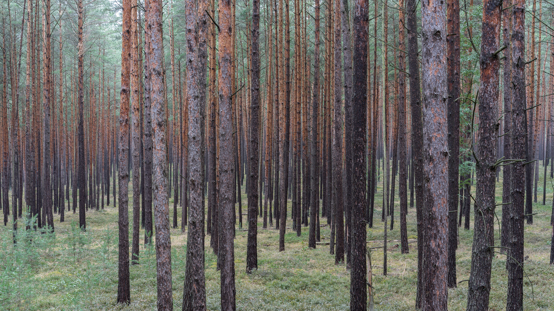 Kiefernwald in der Uckermark 00666 Foto & Bild | landschaft, wald