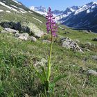 Kiefernwald-Knabenkraut (Orchis pinetorum)...