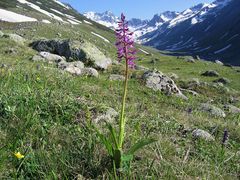 Kiefernwald-Knabenkraut (Orchis pinetorum)...