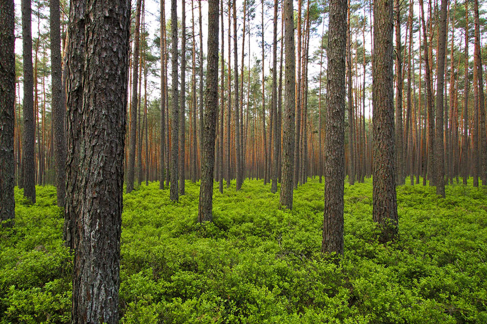 Kiefernwald mit Schwarzbeere