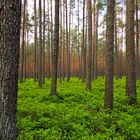 Kiefernwald mit Schwarzbeere