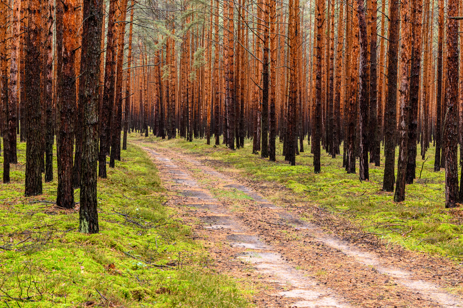 Kiefernwald südlich des Bärwalder Sees in der Oberlausitz