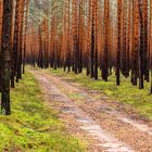 Kiefernwald südlich des Bärwalder Sees in der Oberlausitz