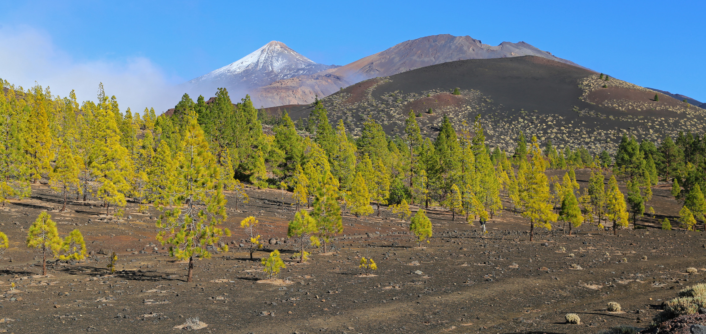 Kiefernwald vor dem Teide auf Teneriffa