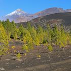 Kiefernwald vor dem Teide auf Teneriffa